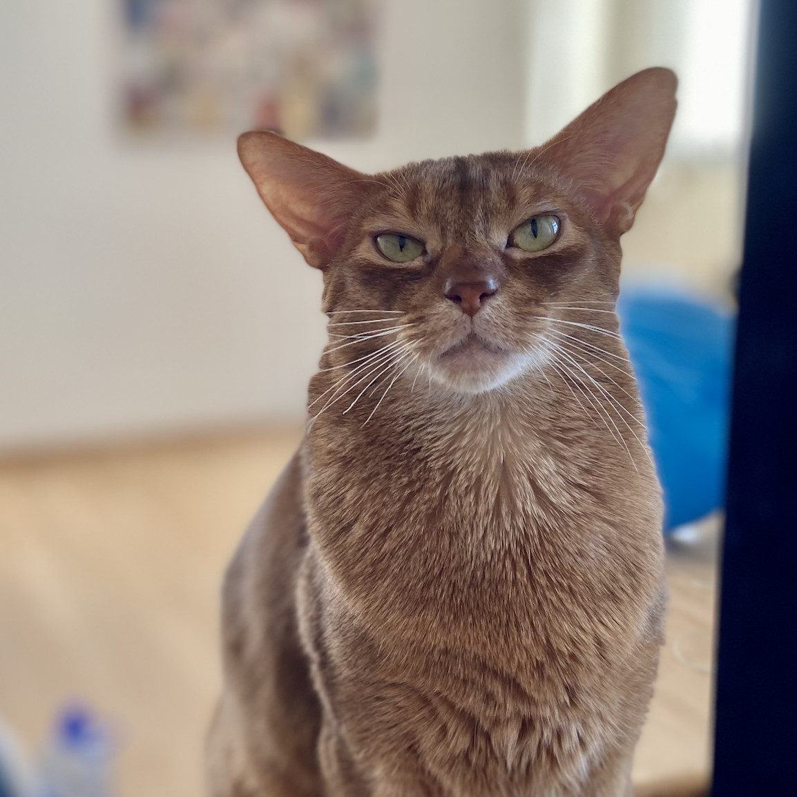 кощка
