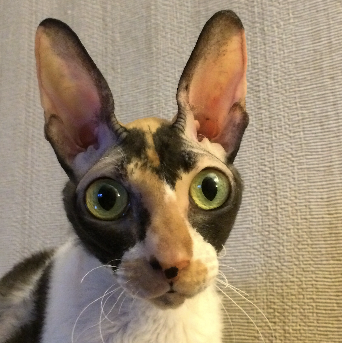 кощка 2